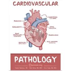 Cardiovascular Pathology Osmosis